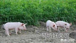 小猪36天了,拉白色稀粪,是什么病?该怎么治疗?