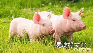 小猪36天了,拉白色稀粪,是什么病?该怎么治疗?