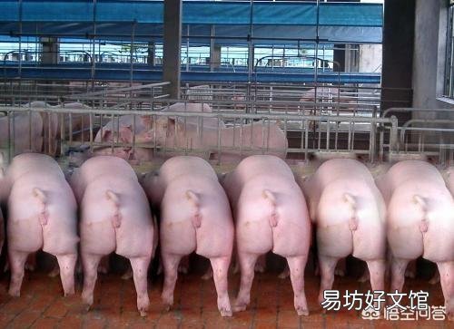 如何预防猪场链球菌病？