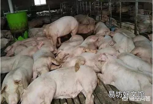 猪传染性胸膜炎,用什么特效药?