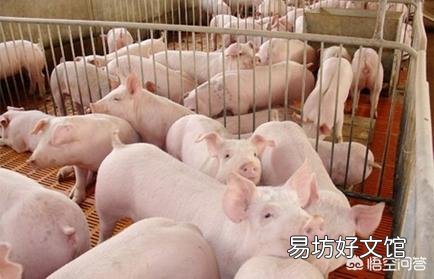 猪患了链球菌病并且反复发作,该怎么办?