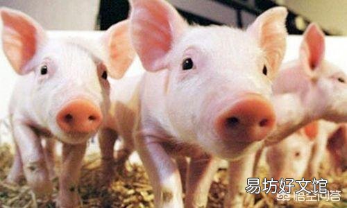 猪患了链球菌病并且反复发作,该怎么办?