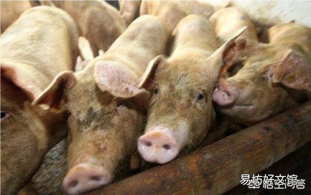 肥猪排便成球形,应该怎么治?