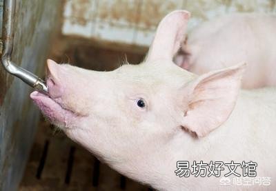 肥猪排便成球形,应该怎么治?