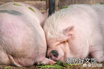 肥猪排便成球形,应该怎么治?