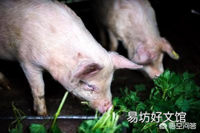 肥猪排便成球形,应该怎么治?