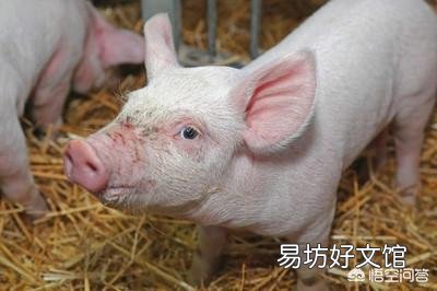 肥猪排便成球形,应该怎么治?