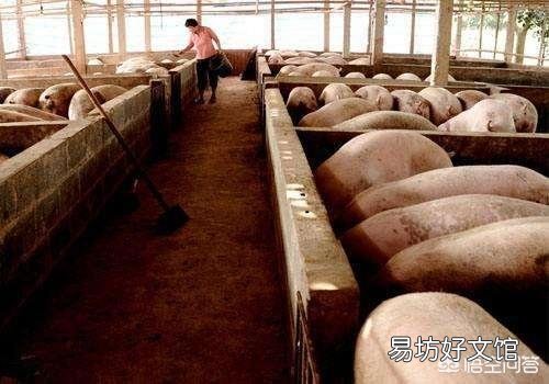 每起非洲猪瘟都得到了有效的处置,为何出现的数量还在增加?养猪人该怎么办?