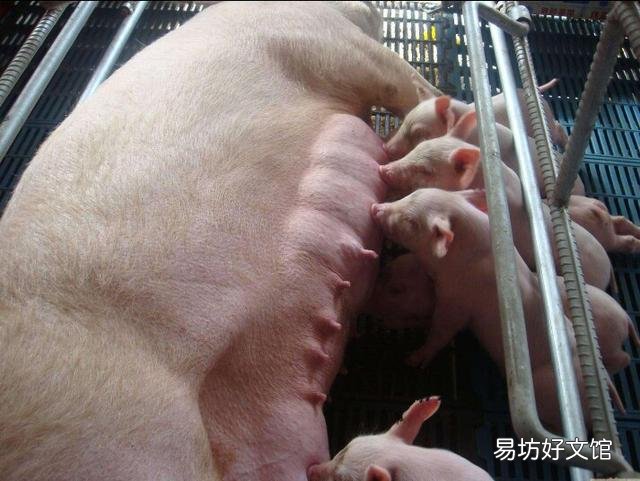 应该如何巧用小苏打解决养猪的问题？有哪些需要注意的问题？