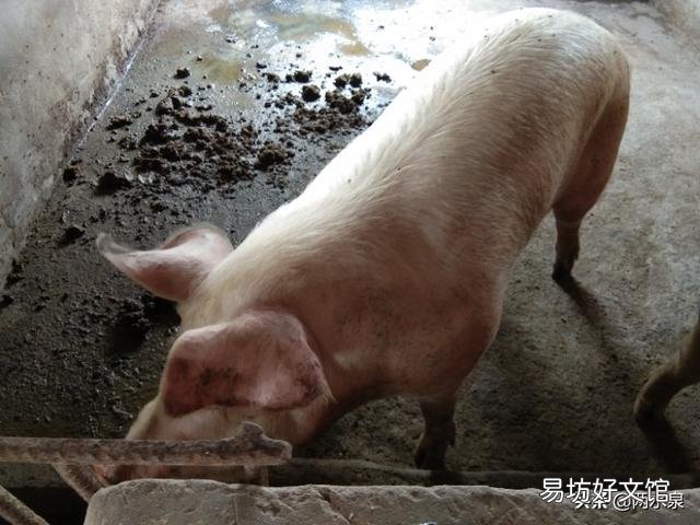 应该如何巧用小苏打解决养猪的问题？有哪些需要注意的问题？