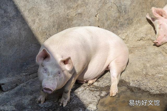 氟苯尼考是单用效果好,还是和别的药一起用好?对治疗猪的咳嗽效果怎么样?