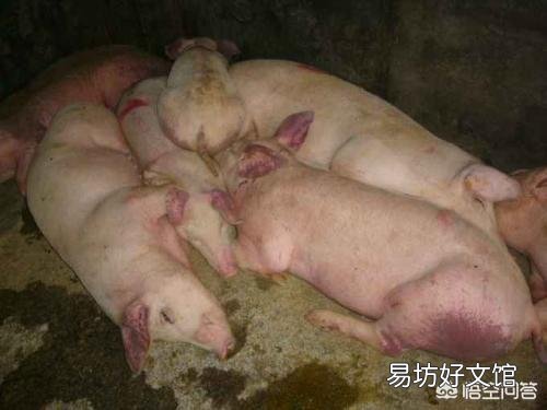 病死猪身上呈紫色是什么原因?