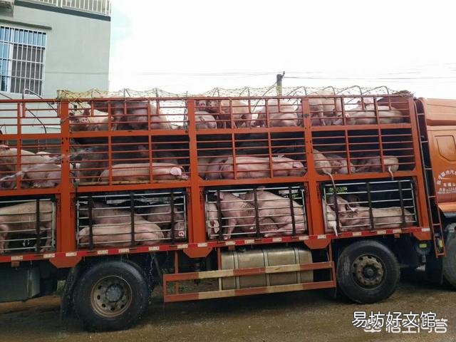 吃了感染非洲猪瘟的猪肉,会对人有什么影响?