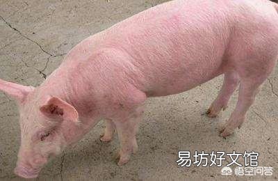整个猪身通红伴有发热,体温41.5度,不吃东西起来就喝水,该如何治疗?