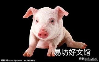 2019年养猪有哪些利好？