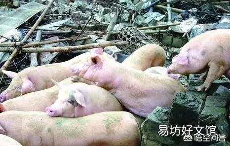 2019年养猪有哪些利好？