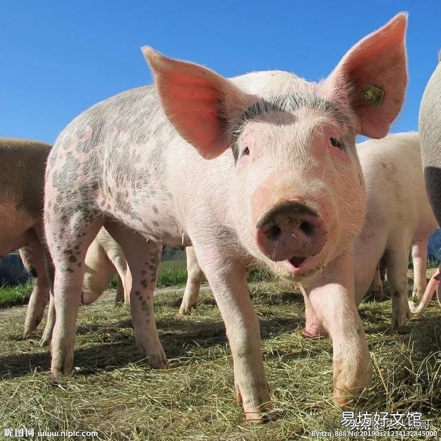 2019年养猪有哪些利好？