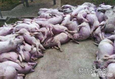 得了非洲猪瘟的猪场还能继续养猪吗?