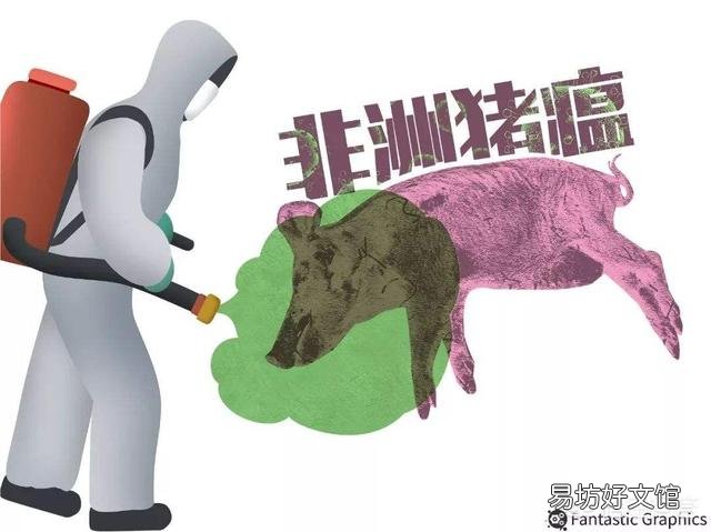 得了非洲猪瘟的猪场还能继续养猪吗?