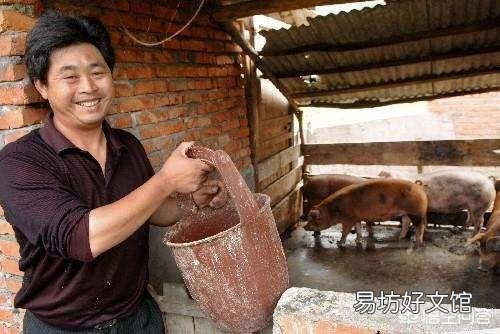 什么时候该给猪驱虫,需要注意什么?