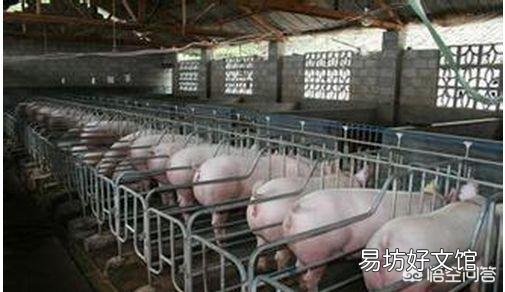 什么时候该给猪驱虫,需要注意什么?