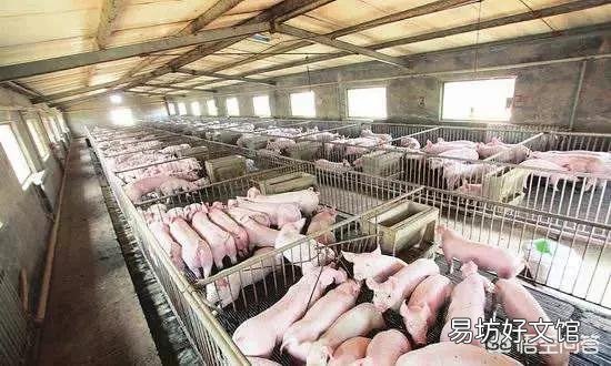秋冬季节应该如何养猪?