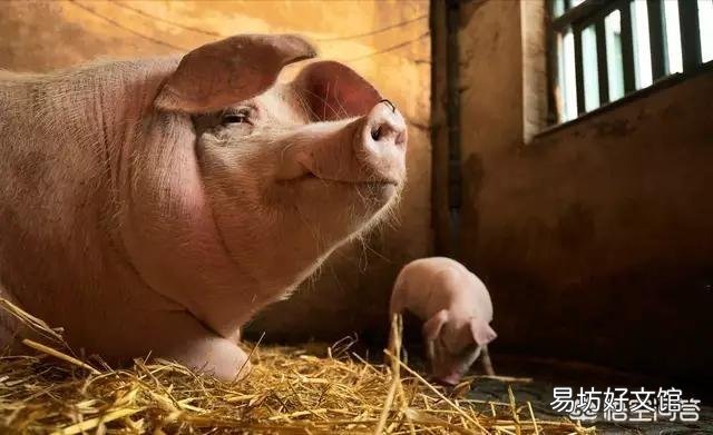 秋冬季节应该如何养猪?