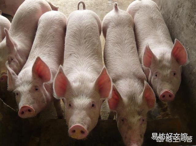 秋冬季节应该如何养猪?