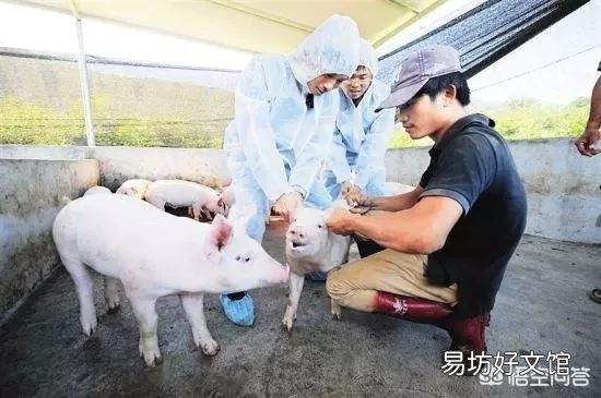 秋冬季节应该如何养猪?