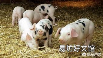 中秋、国庆“双节”将至,你觉得猪价会涨吗?为什么?