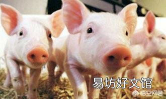 中秋、国庆“双节”将至,你觉得猪价会涨吗?为什么?
