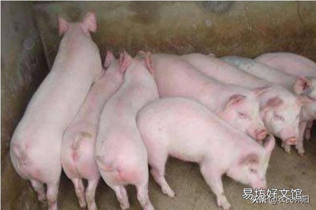 母猪产后应该如何护理,可以吃什么草药?