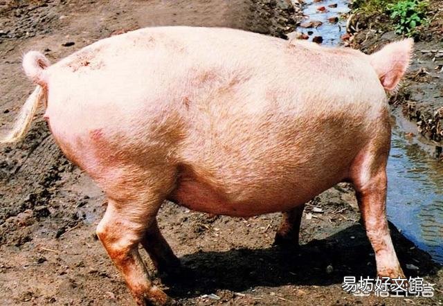 100多斤的猪高烧、不吃东西、两耳红紫，该怎么用药治疗？