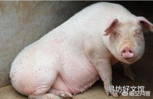 老母猪发热,打一针就低温,该怎么治?