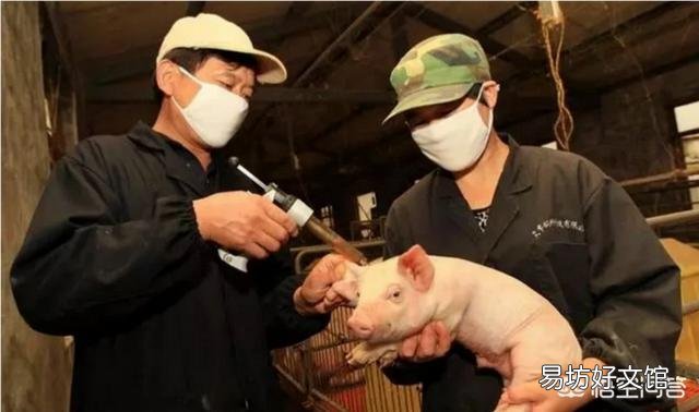 打了口蹄疫苗的猪是不是不容易长了?