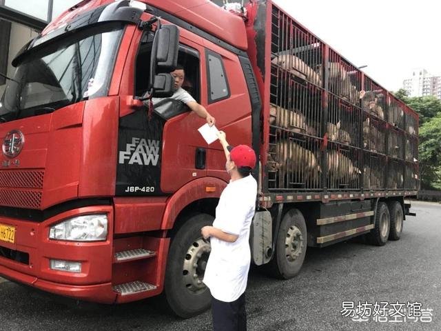 南方两地猪价超过10元,未来猪价将走势如何?