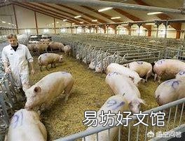 母猪注射口蹄疫苗后什么时间配猪最好？