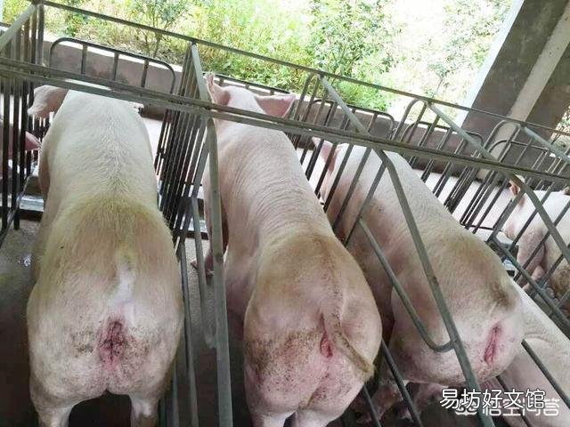 母猪注射口蹄疫苗后什么时间配猪最好？
