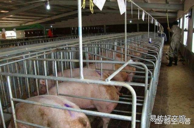 母猪注射口蹄疫苗后什么时间配猪最好？