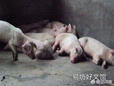 小猪发烧41.5度并且一直拉稀该怎么办？