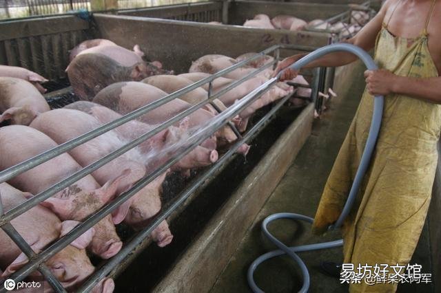 猪圆环病毒病危害大,如何准确诊断与治疗?