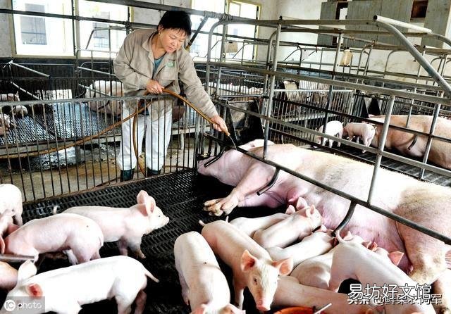 猪圆环病毒病危害大,如何准确诊断与治疗?