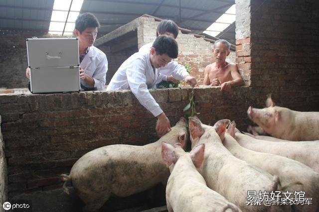 猪圆环病毒病危害大,如何准确诊断与治疗?
