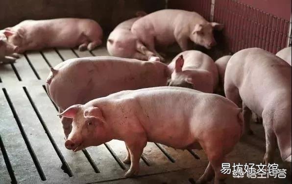 猪圆环病毒病危害大,如何准确诊断与治疗?