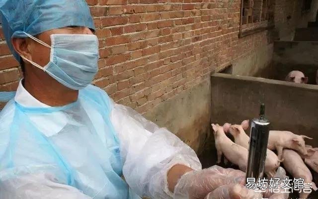 猪圆环病毒病危害大,如何准确诊断与治疗?