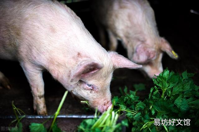 母猪产后十来天了,只喝水不吃食,用什么药效果好?