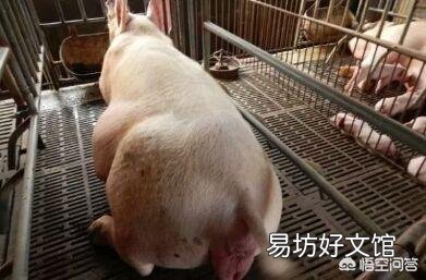 猪农该如何防治母猪子宫炎？