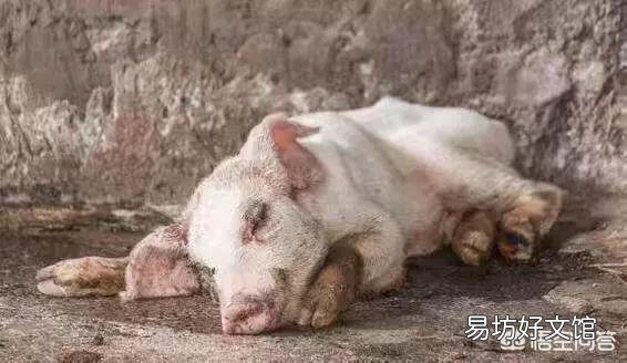 村子里如出现猪瘟,对散户养的猪该怎么处理?