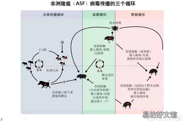 村子里如出现猪瘟,对散户养的猪该怎么处理?