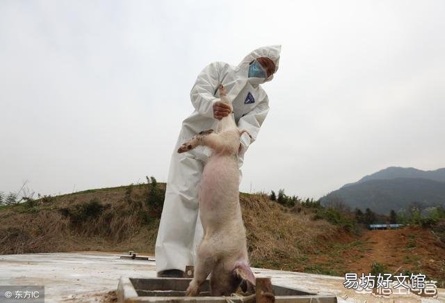 村子里如出现猪瘟,对散户养的猪该怎么处理?